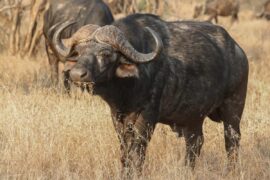 Top 10 Meilleur Coffre Buffalo River 2026 - Comparatif - Tests - Avis