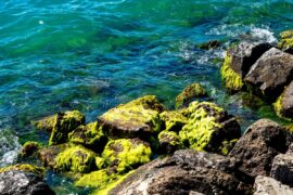 Propriétés et avantages des algues chlorella